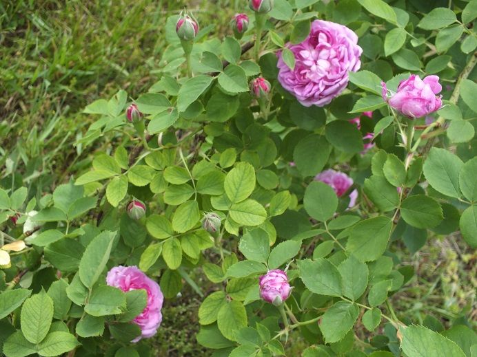  photo rienedesviollettescemetary2_zps1e98d5f1.jpg